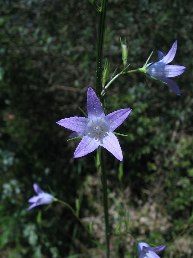 Campanule